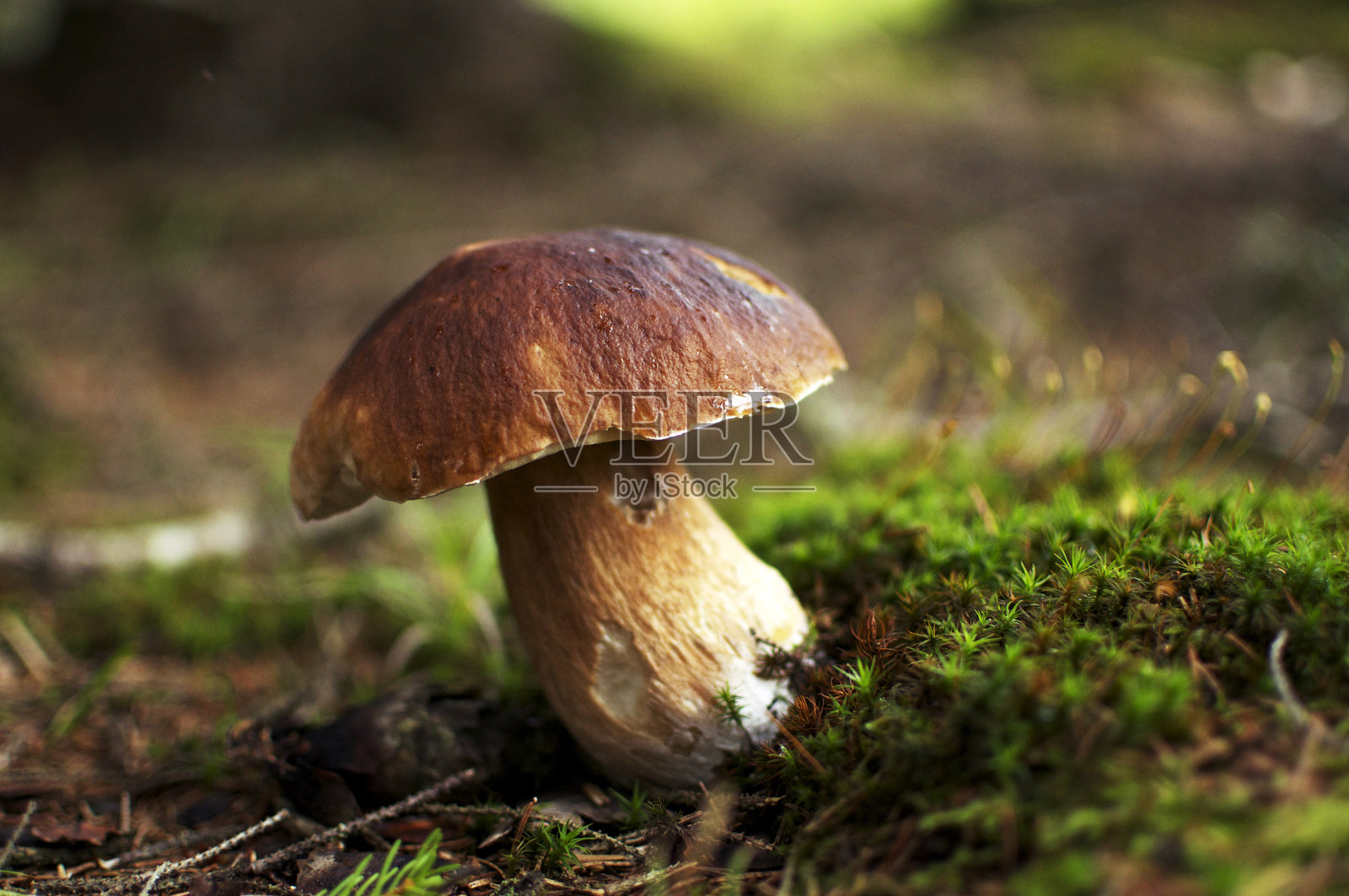 Cepe -食用蘑菇照片摄影图片