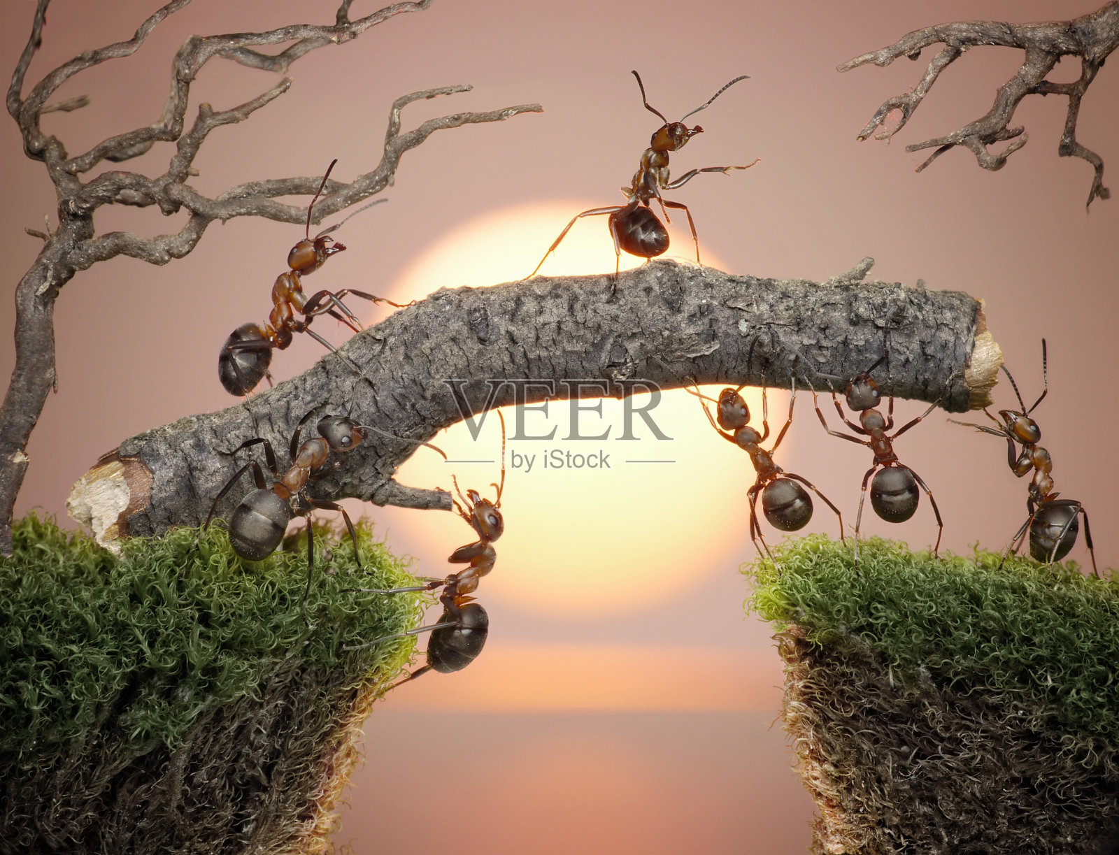 蚂蚁建造桥照片摄影图片