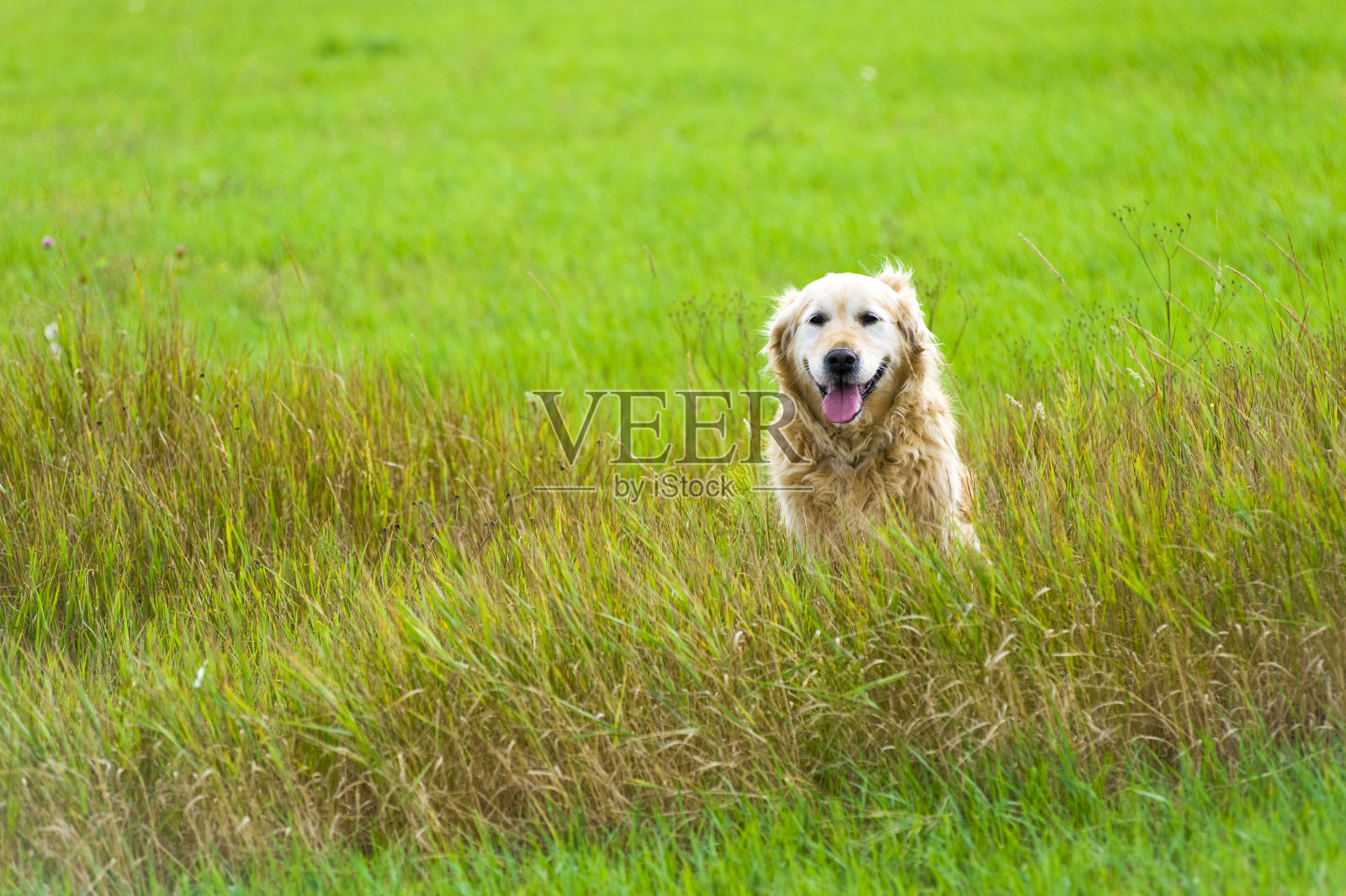 美丽的金毛猎犬坐在田野里照片摄影图片