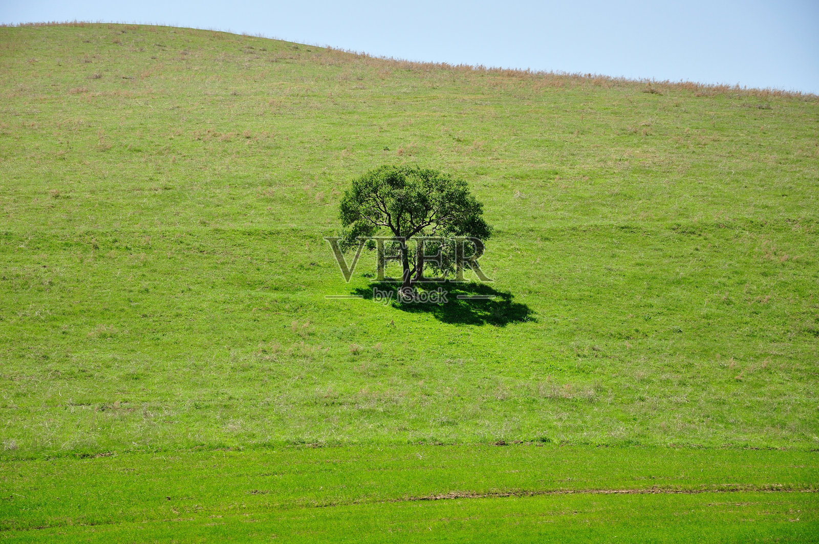 单一的绿色的树照片摄影图片