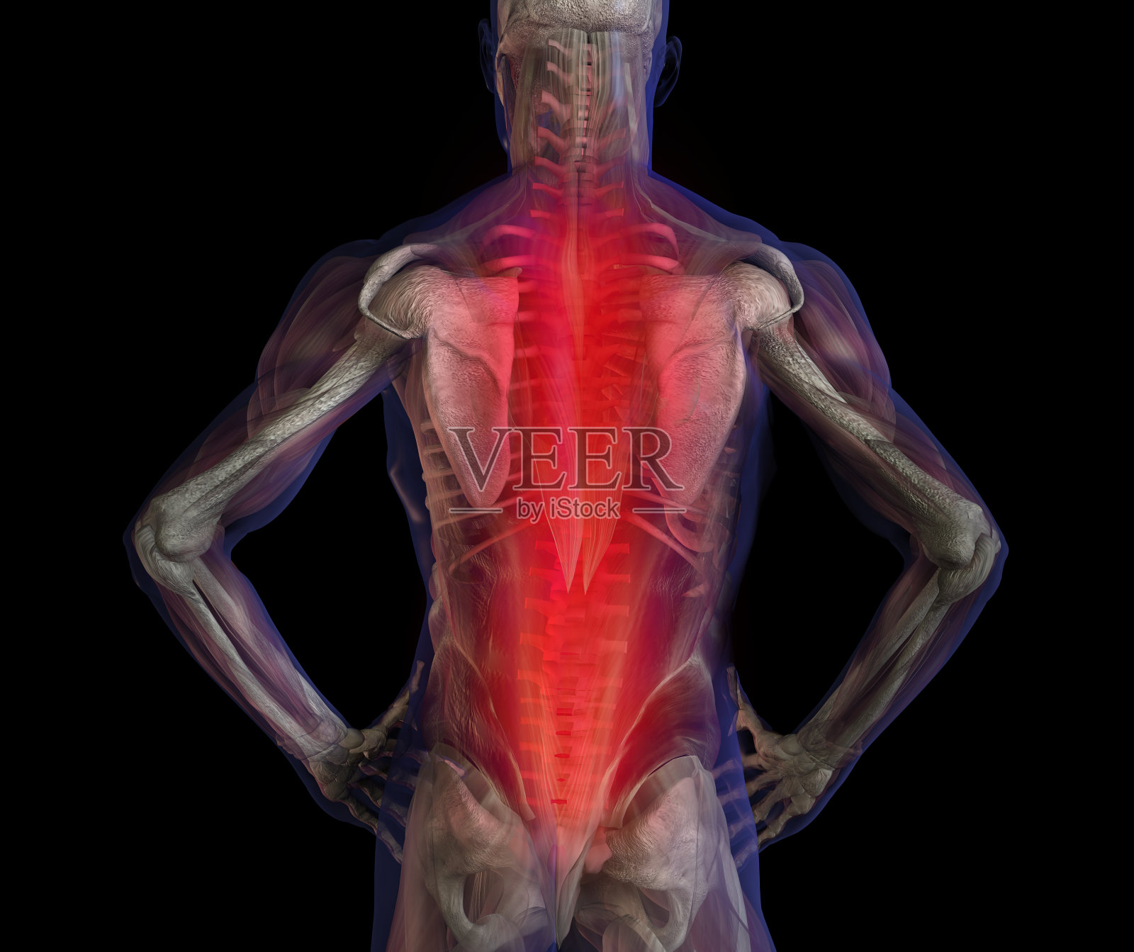 背部疼痛。人体男性解剖和骨骼的3D插图。插画图片素材