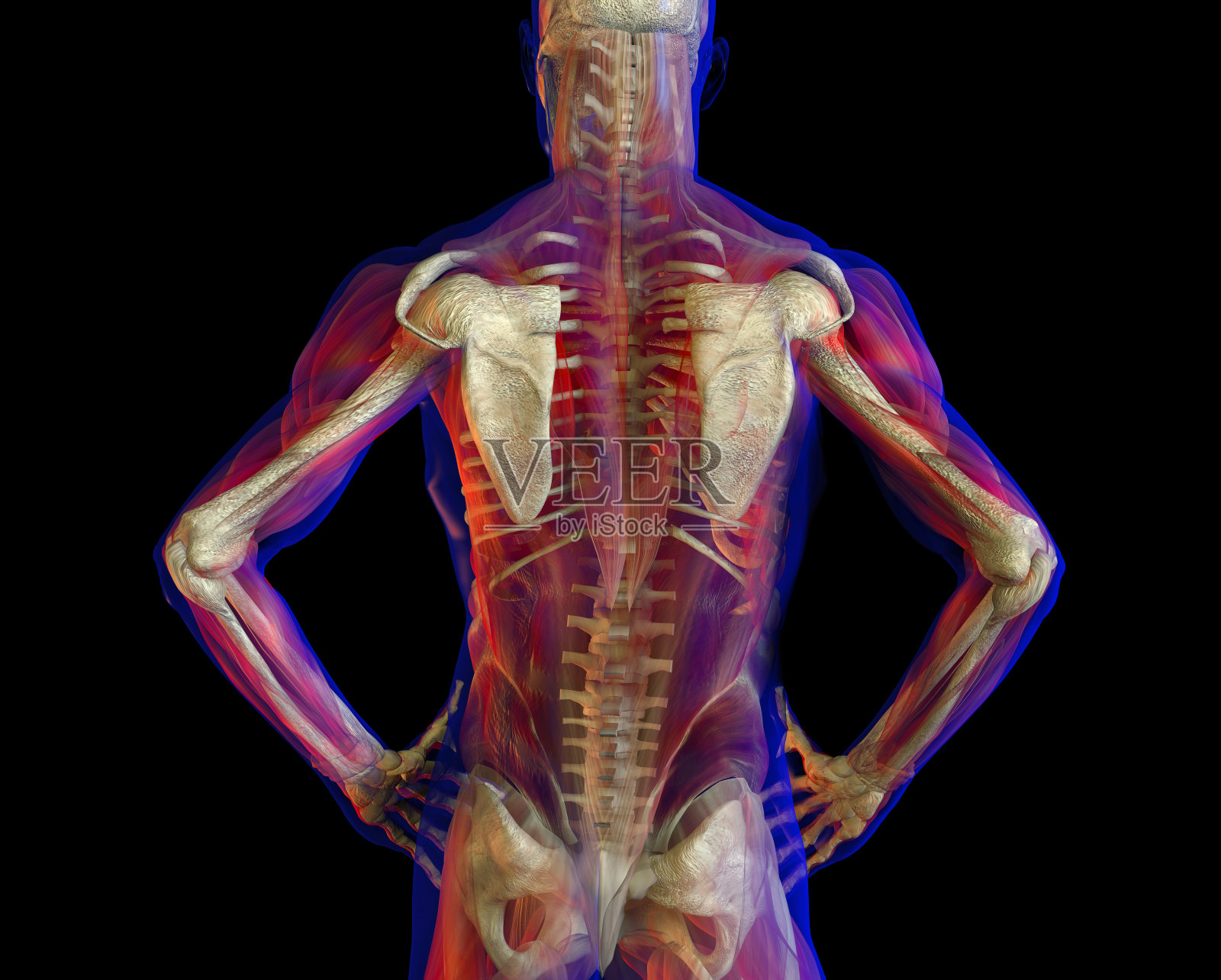 人体男性解剖和骨骼的3D插图。后视图。插画图片素材
