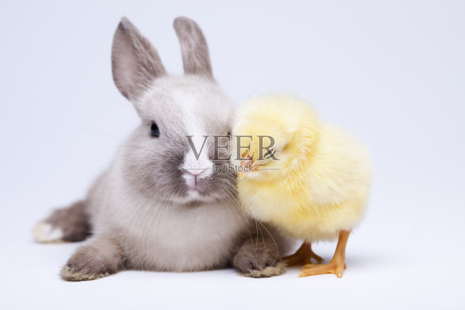 小鸡和兔子照片摄影图片