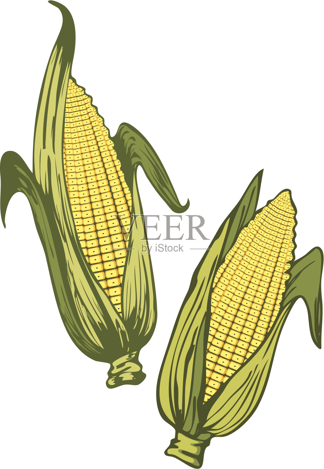 玉米插画图片素材