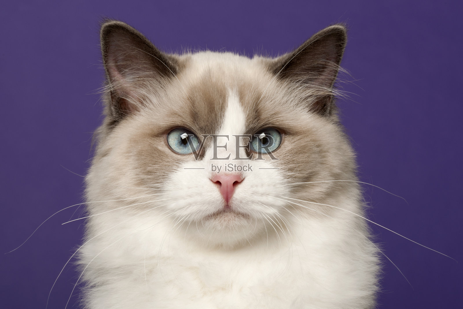 6个月大的布娃娃猫，紫色的背景照片摄影图片