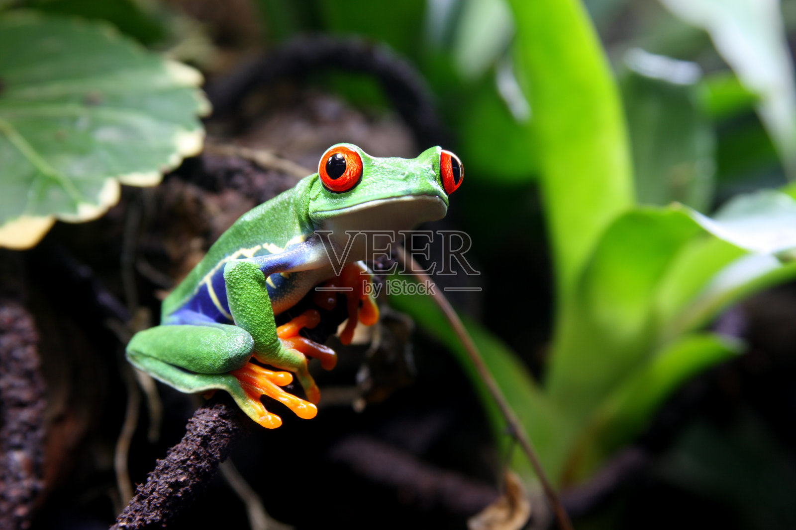 一只五颜六色的红眼树蛙在森林的树枝上照片摄影图片