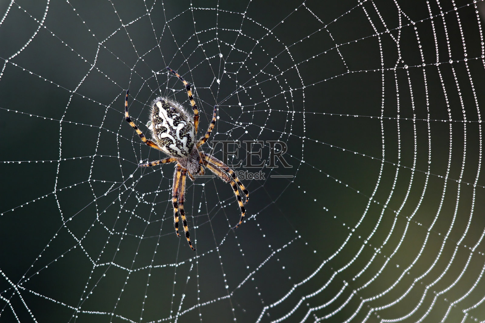 蜘蛛网上的蜘蛛照片摄影图片