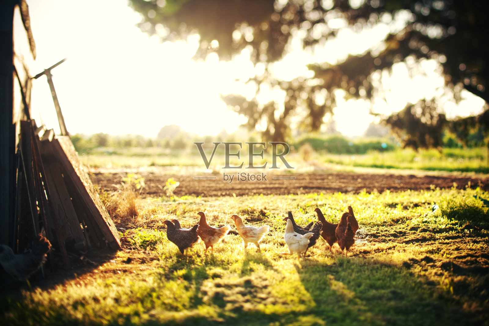鸡在一个美好的夏日放松照片摄影图片
