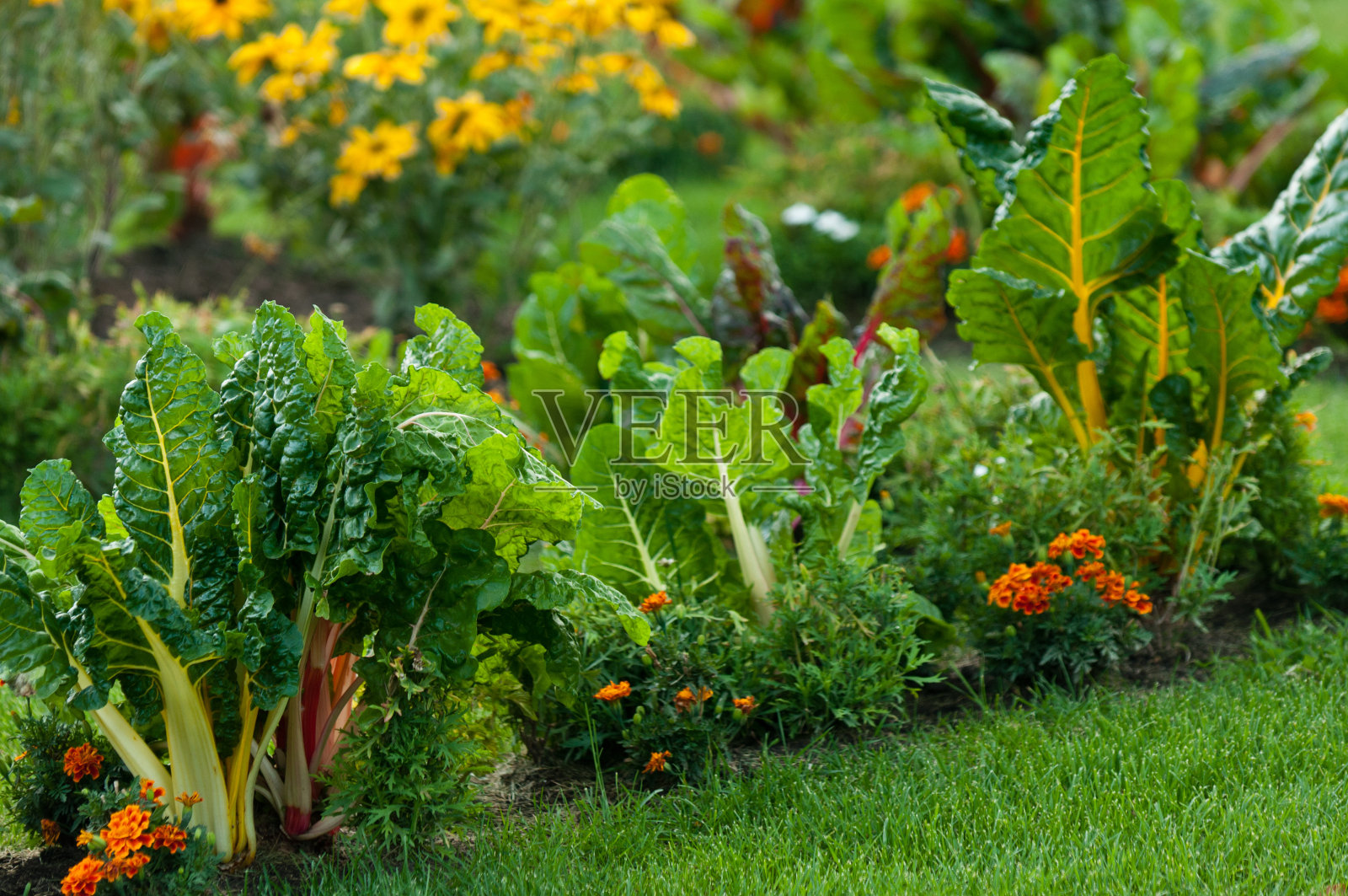 美丽的花园，有绿叶蔬菜和色彩鲜艳的花朵照片摄影图片