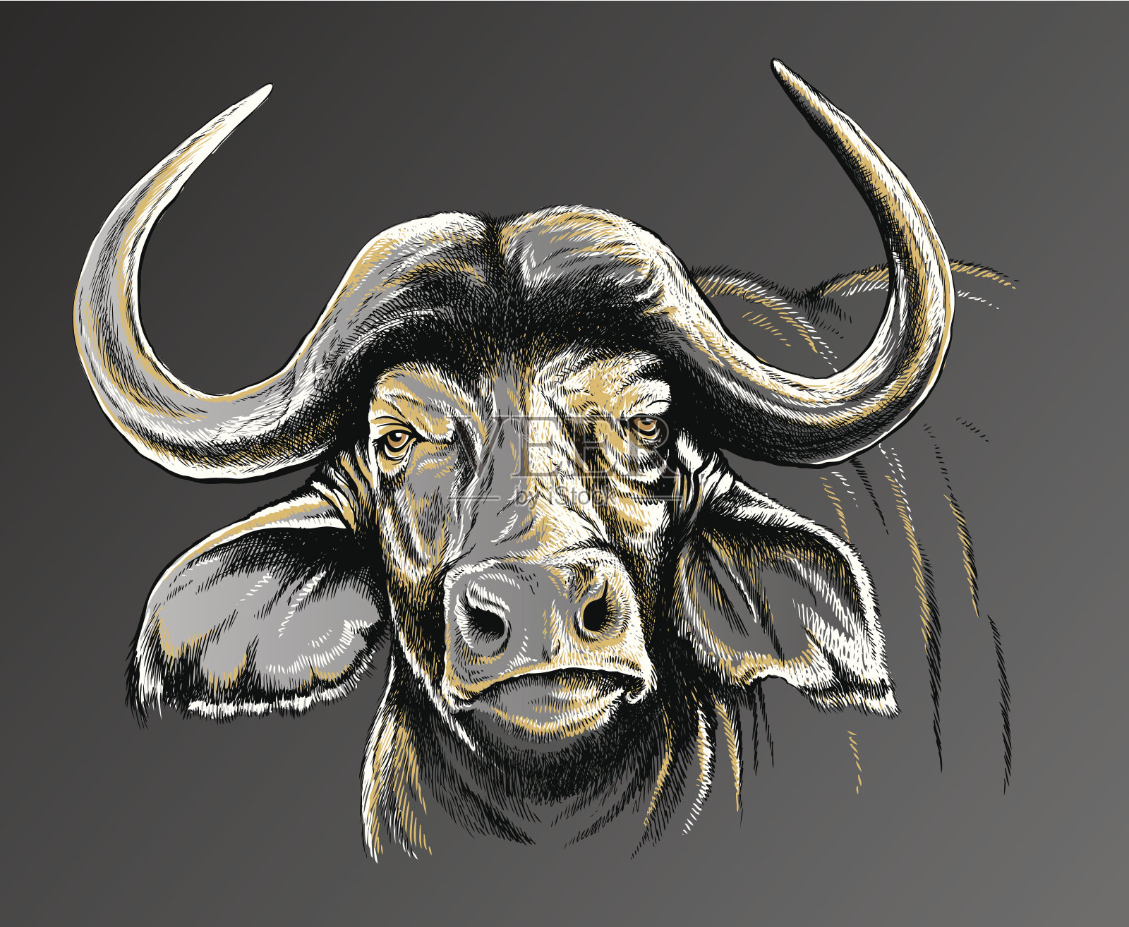 非洲水牛的面部素描插画图片素材