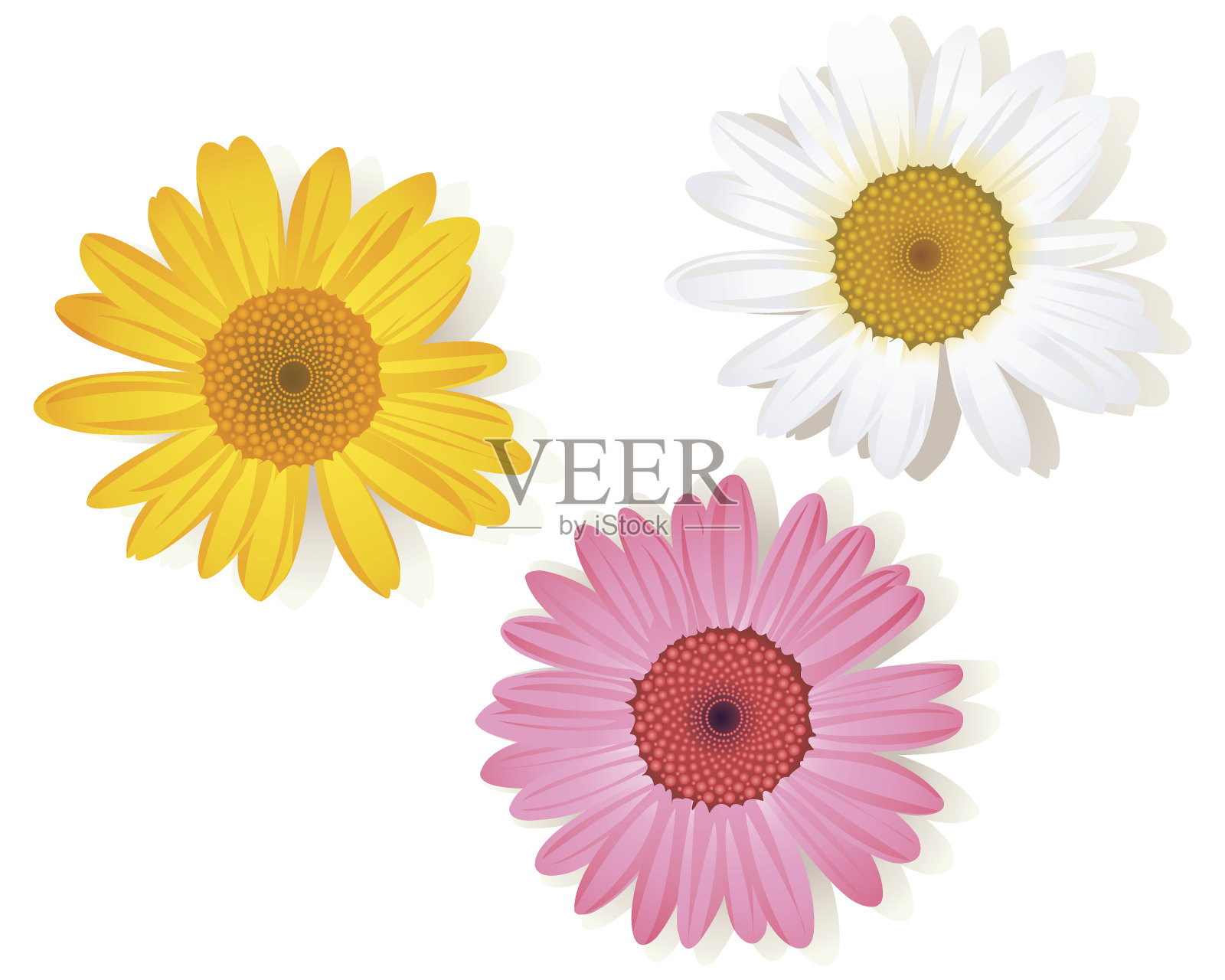 白色，粉红色和黄色雏菊花的插图插画图片素材