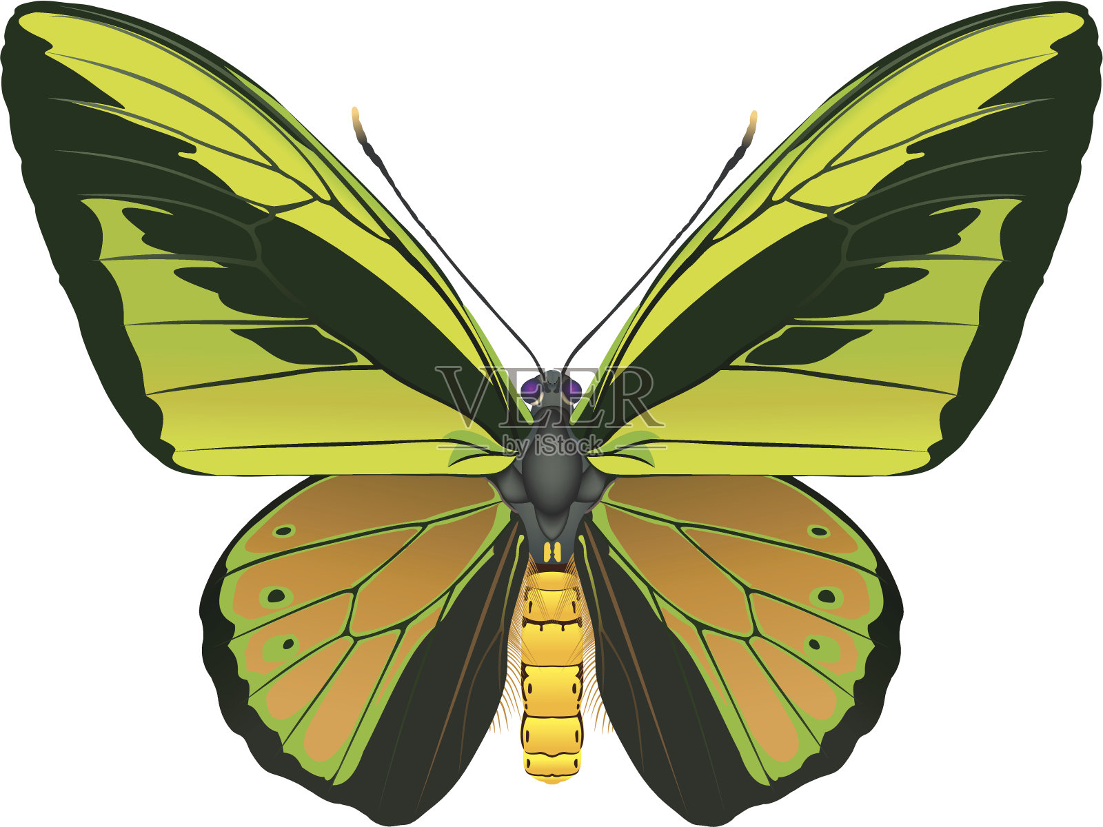 歌利亚鸟翼蝴蝶 - 奥尼托普泰拉 （拉特）插画图片素材