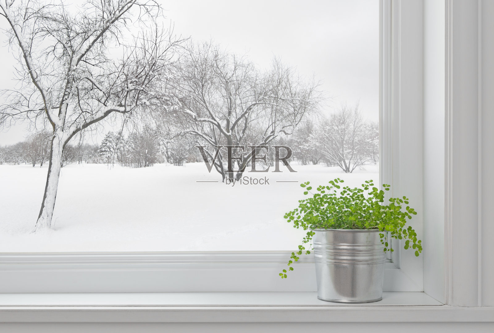 冬天透过窗户看到的风景，还有绿色的植物照片摄影图片