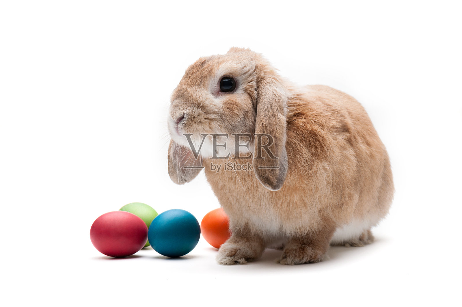 复活节兔子照片摄影图片