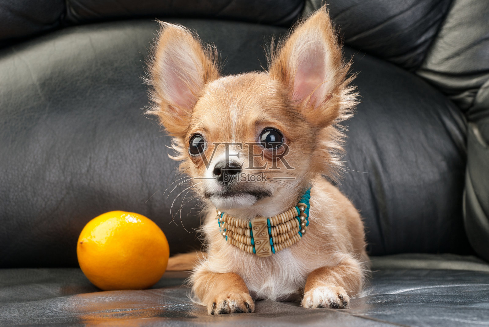 吉娃娃小狗戴着印第安土著的项链和柠檬照片摄影图片