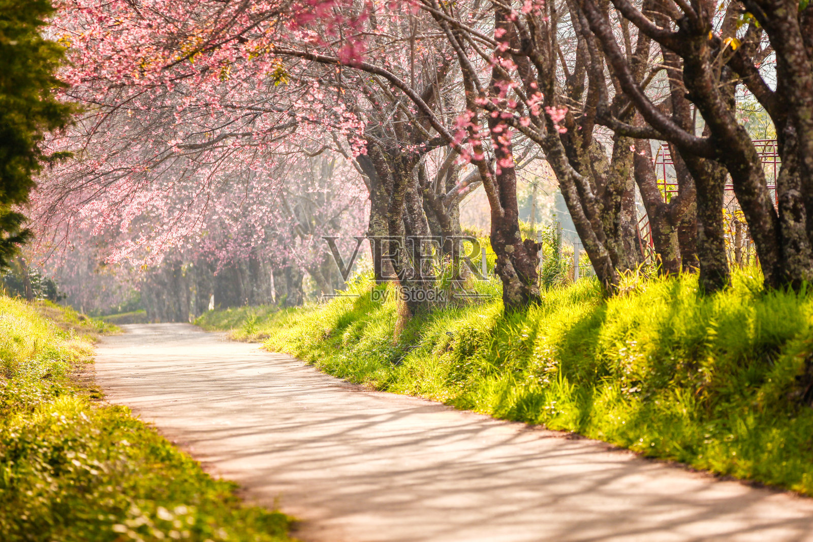 美丽的樱花之路照片摄影图片