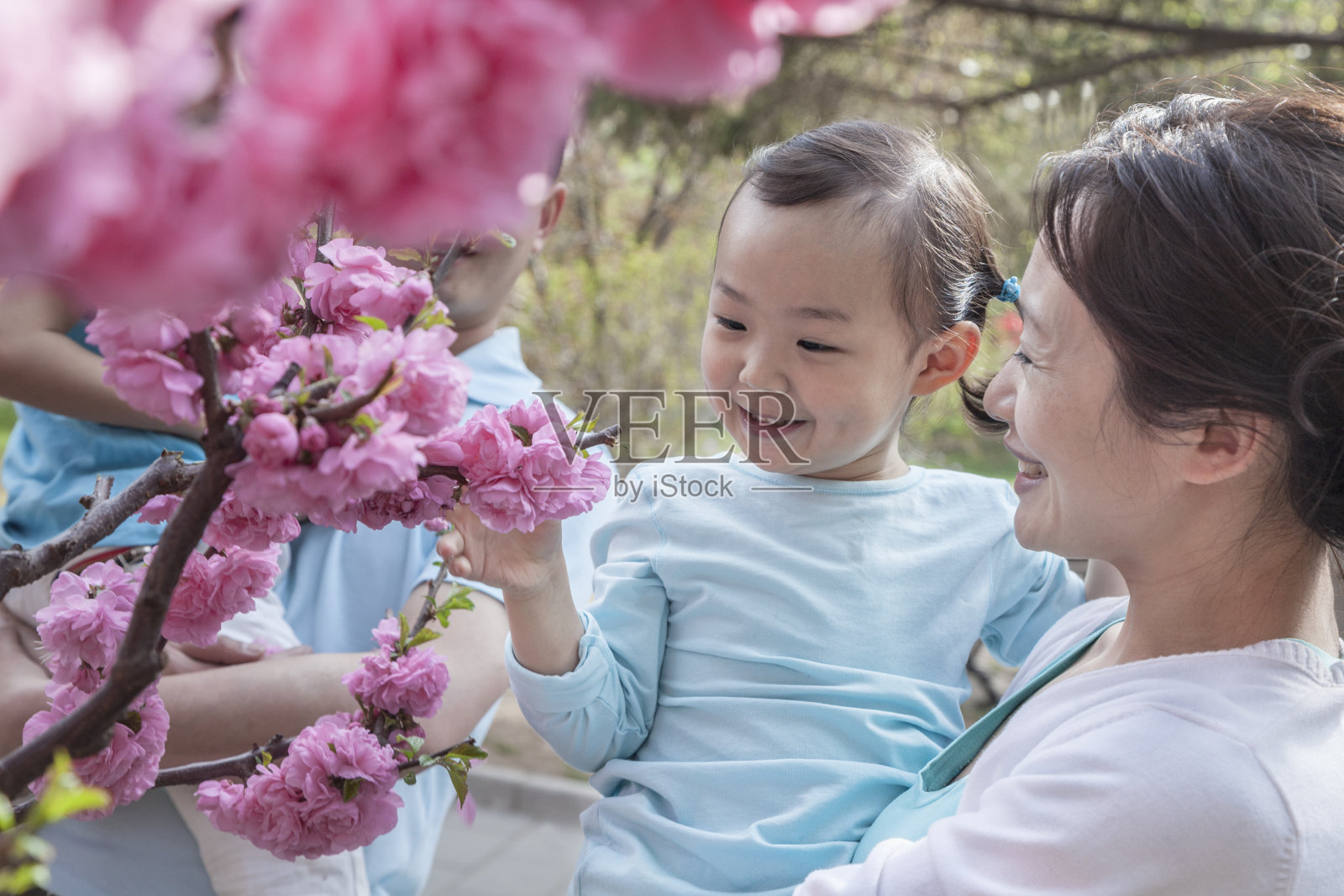 妈妈抱着女儿看樱花。照片摄影图片
