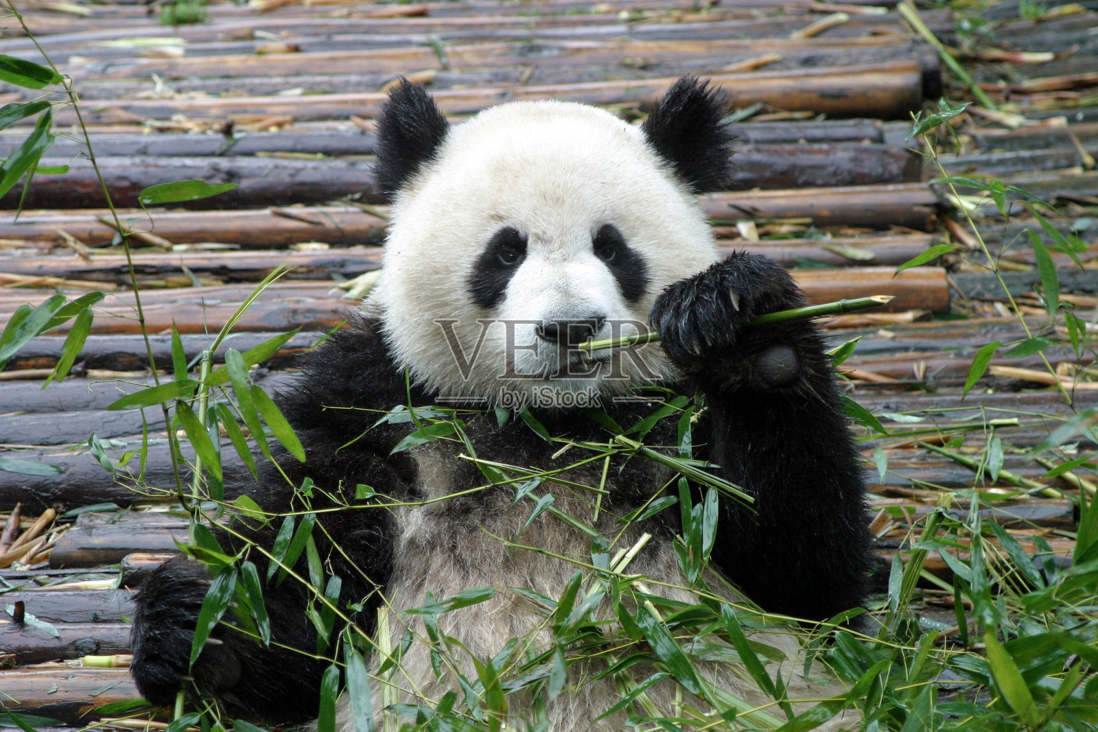 中国成都的熊猫照片摄影图片