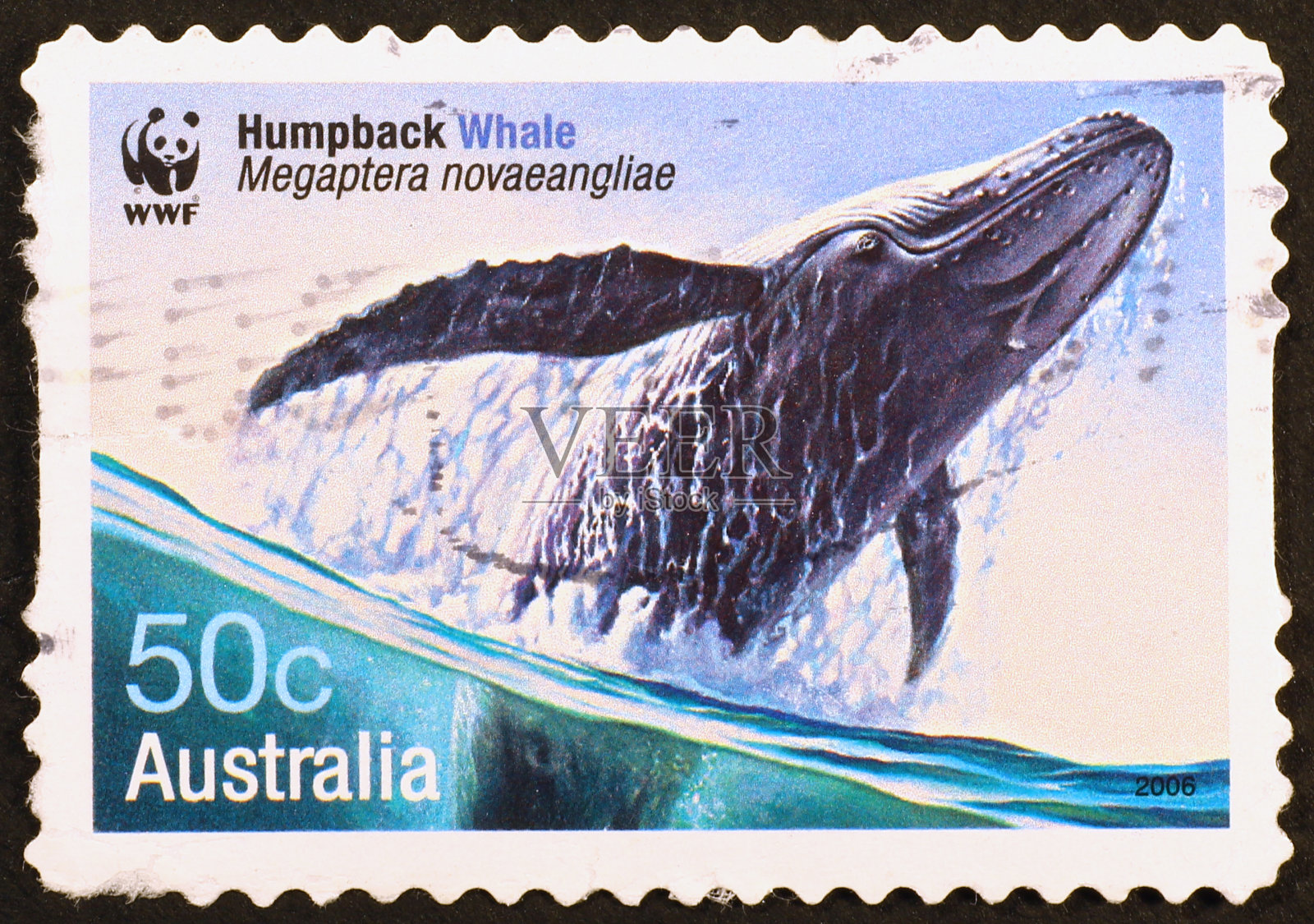 澳洲邮票上的座头鲸照片摄影图片