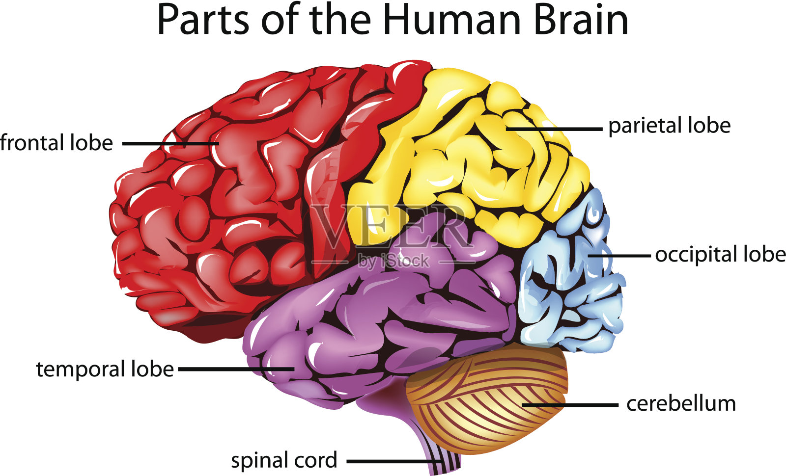 人类的大脑设计元素图片