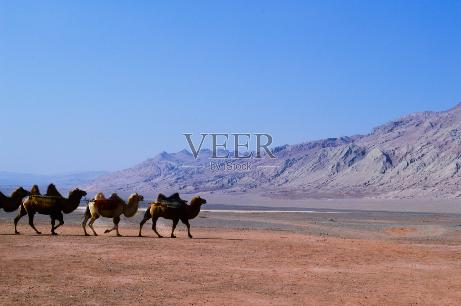骆驼商队在中国沙漠的沙丘上行走照片摄影图片