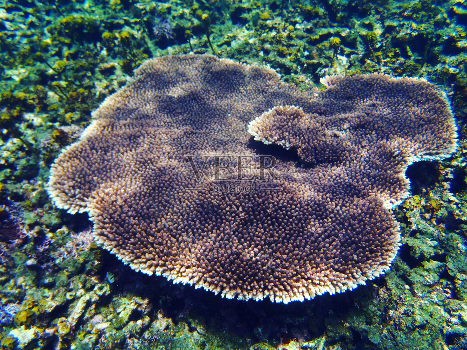 热带珊瑚礁照片摄影图片
