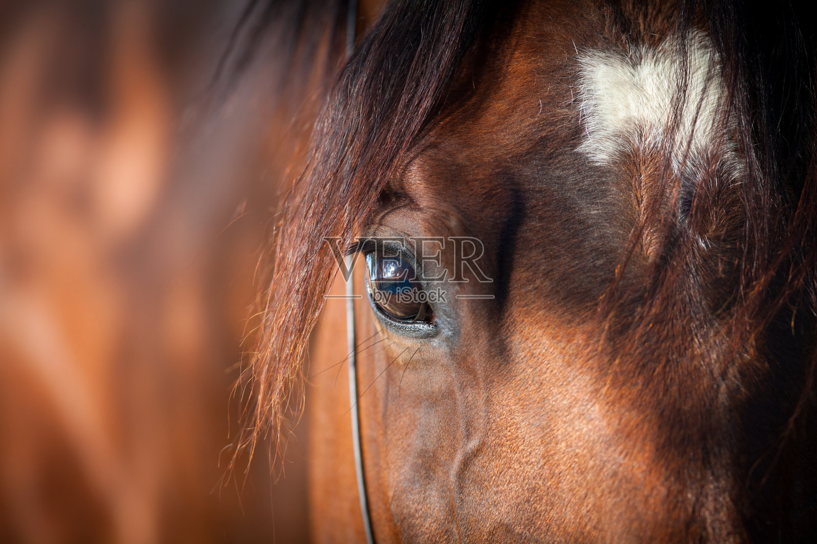 马的眼睛特写镜头照片摄影图片