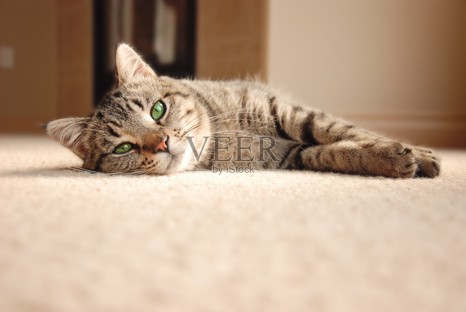 小猫在地毯上休息照片摄影图片