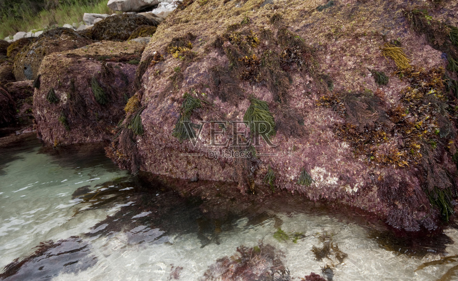 西班牙加利西亚，被海藻覆盖的岩石。照片摄影图片