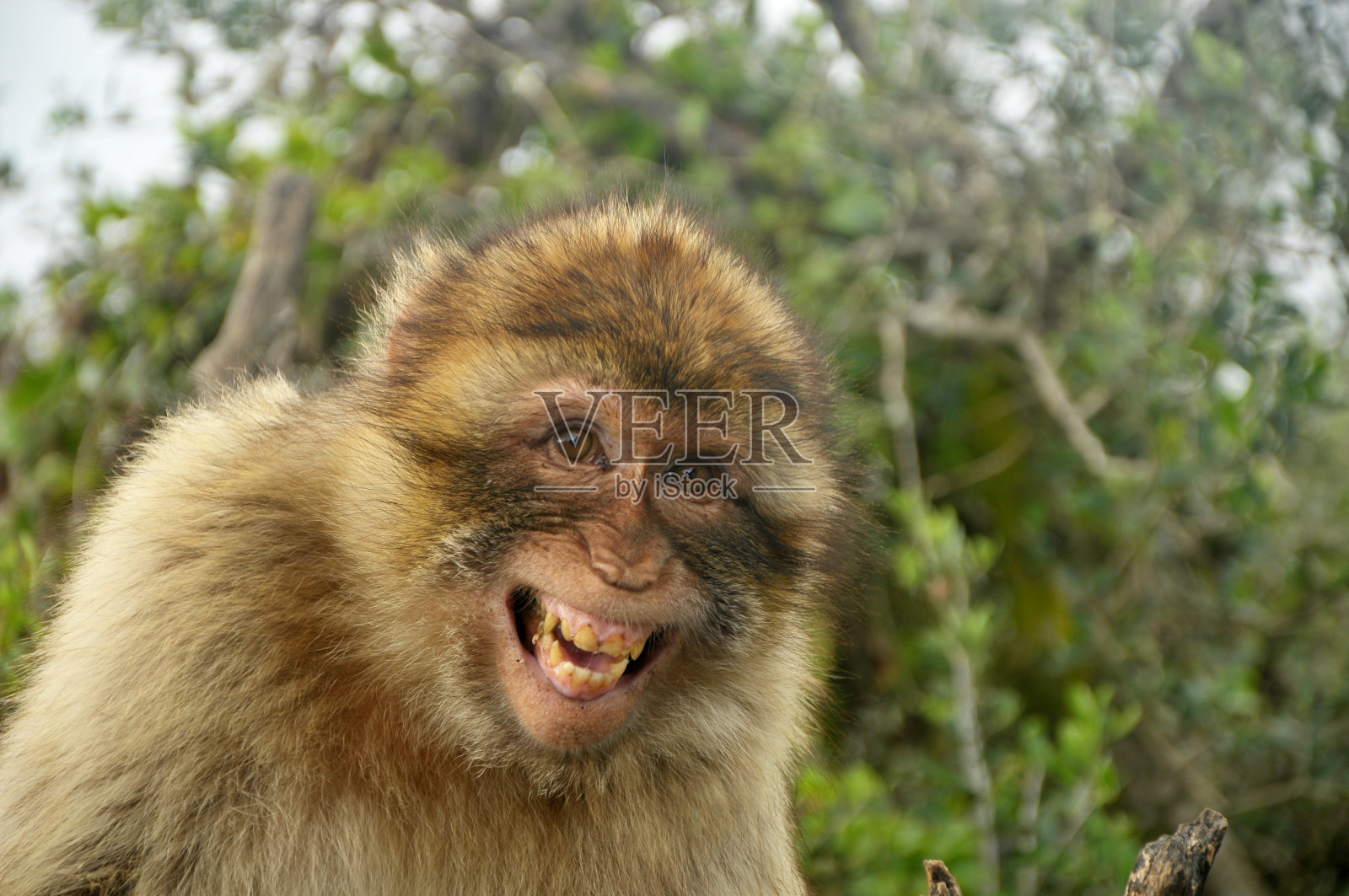 大笑巴巴里猿，直布罗陀照片摄影图片