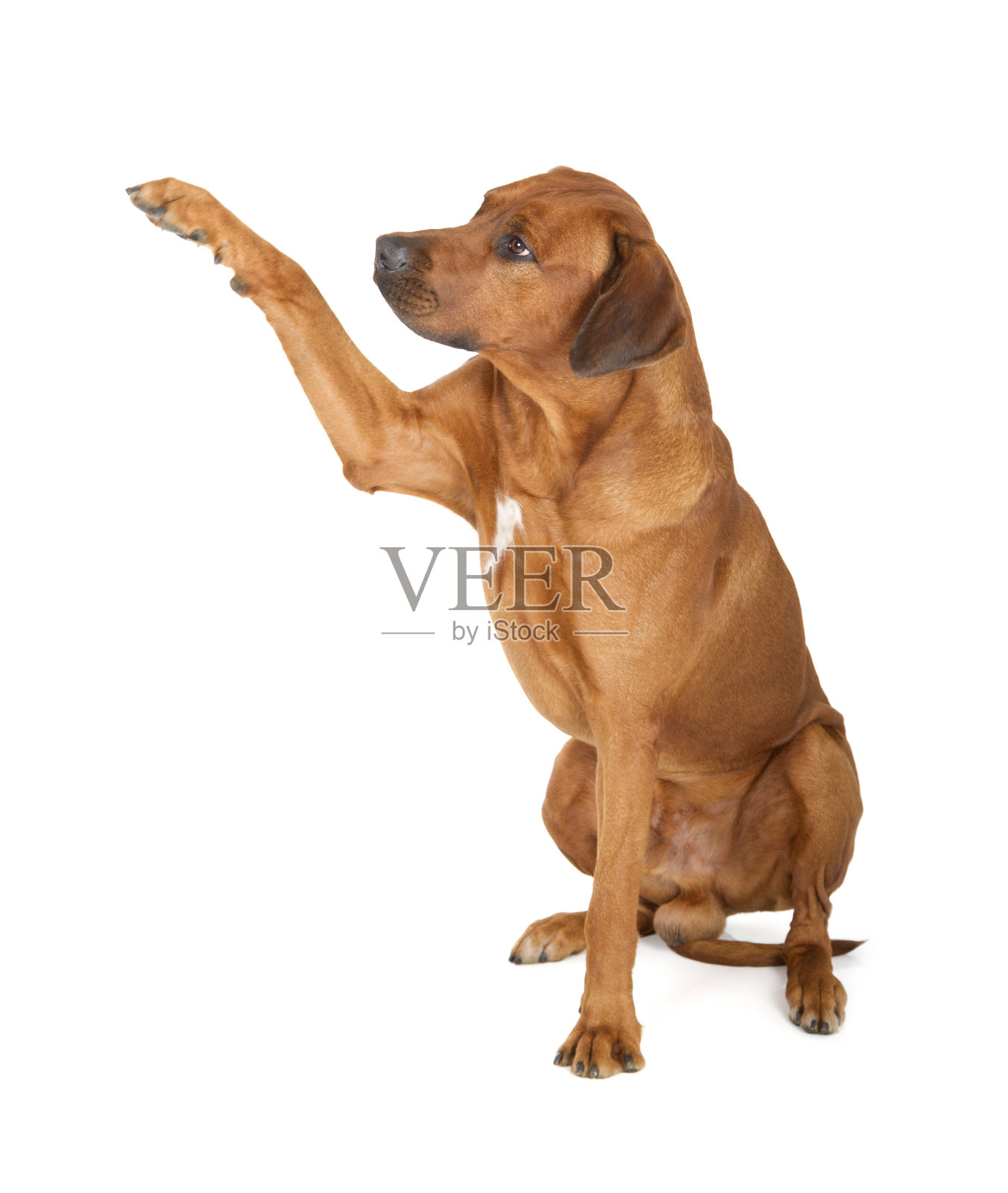 罗得西亚脊背犬照片摄影图片