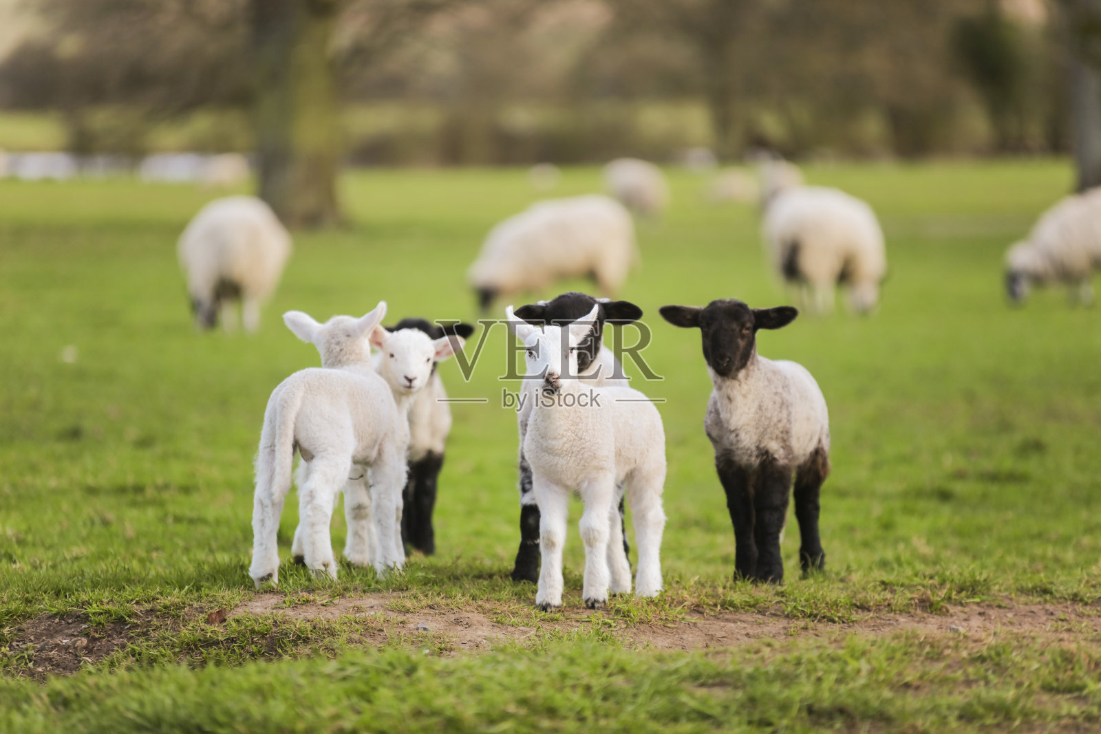 田野里的小羊羔照片摄影图片