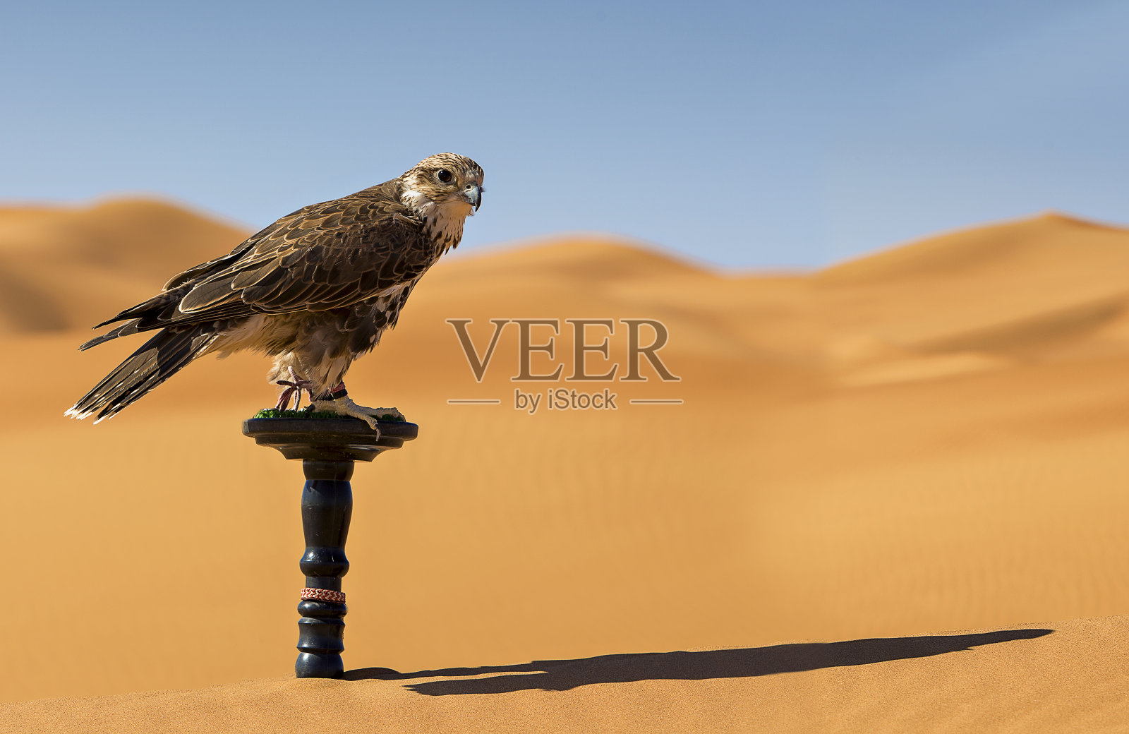 沙漠中的猎鹰照片摄影图片