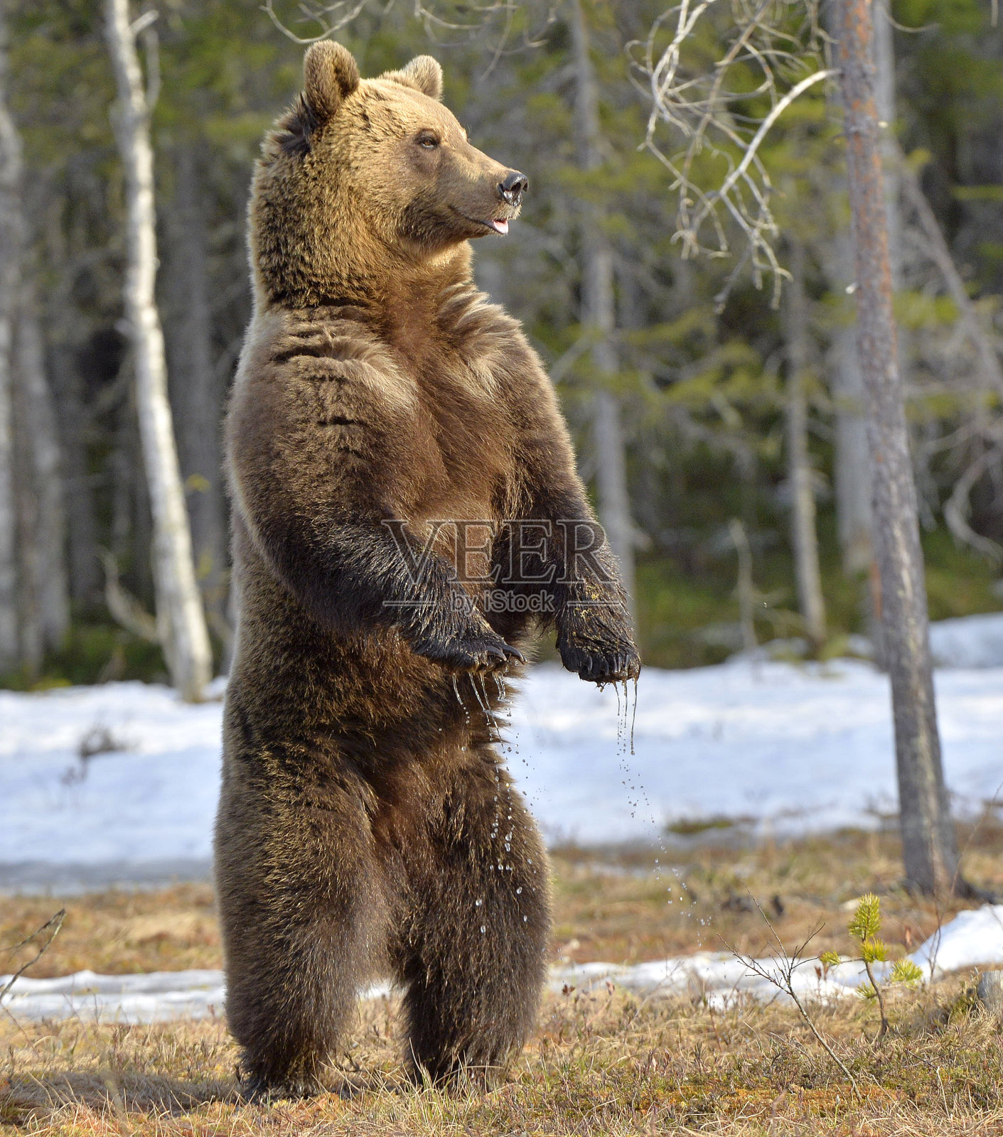 棕熊照片摄影图片