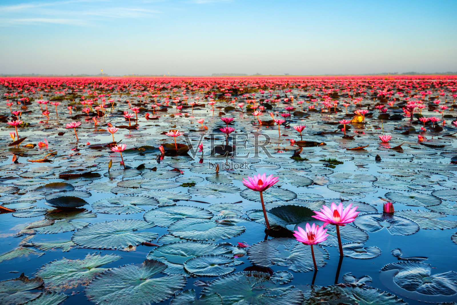 粉莲花之海(泰国未见)照片摄影图片