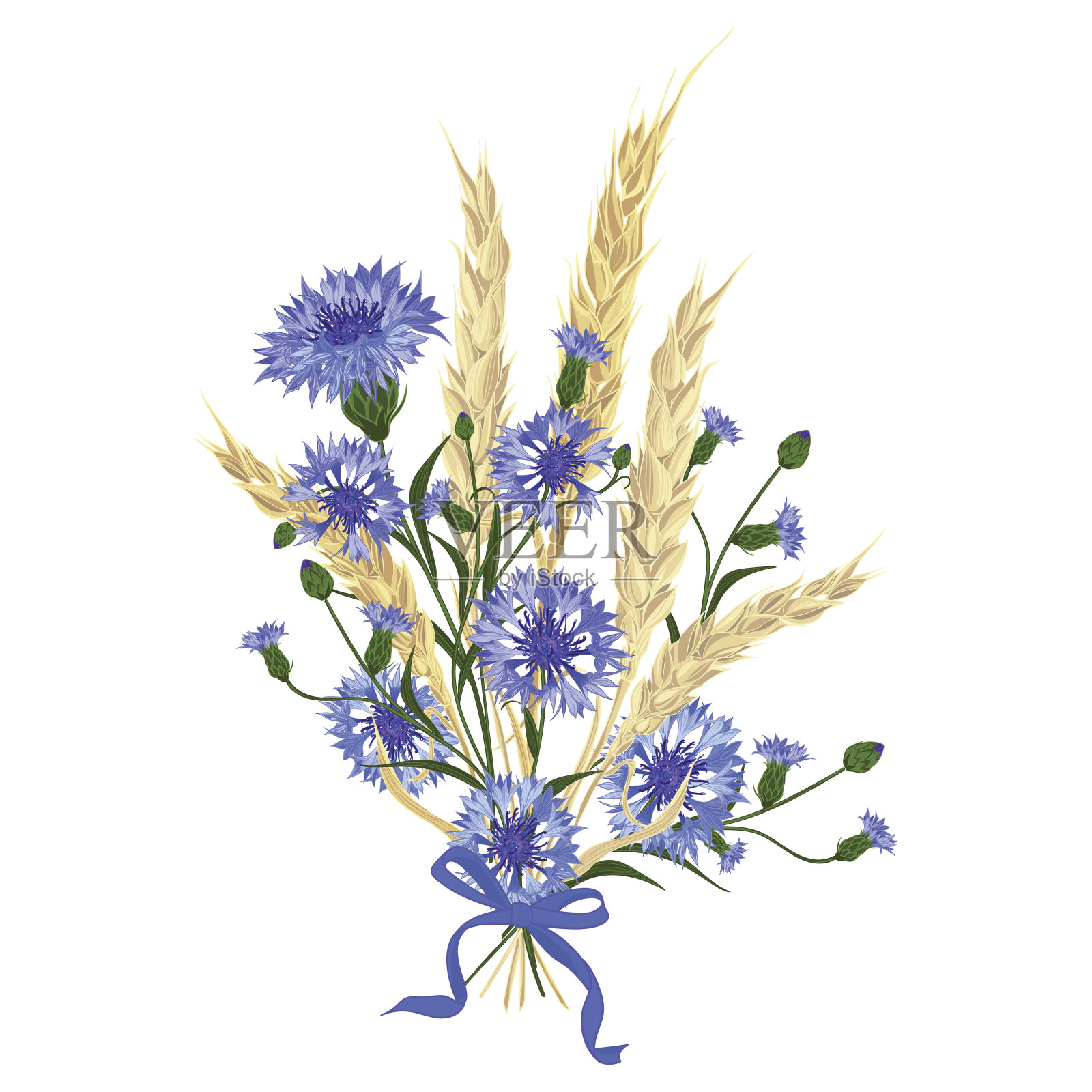 一束美丽的矢车菊和小麦小穗插画图片素材