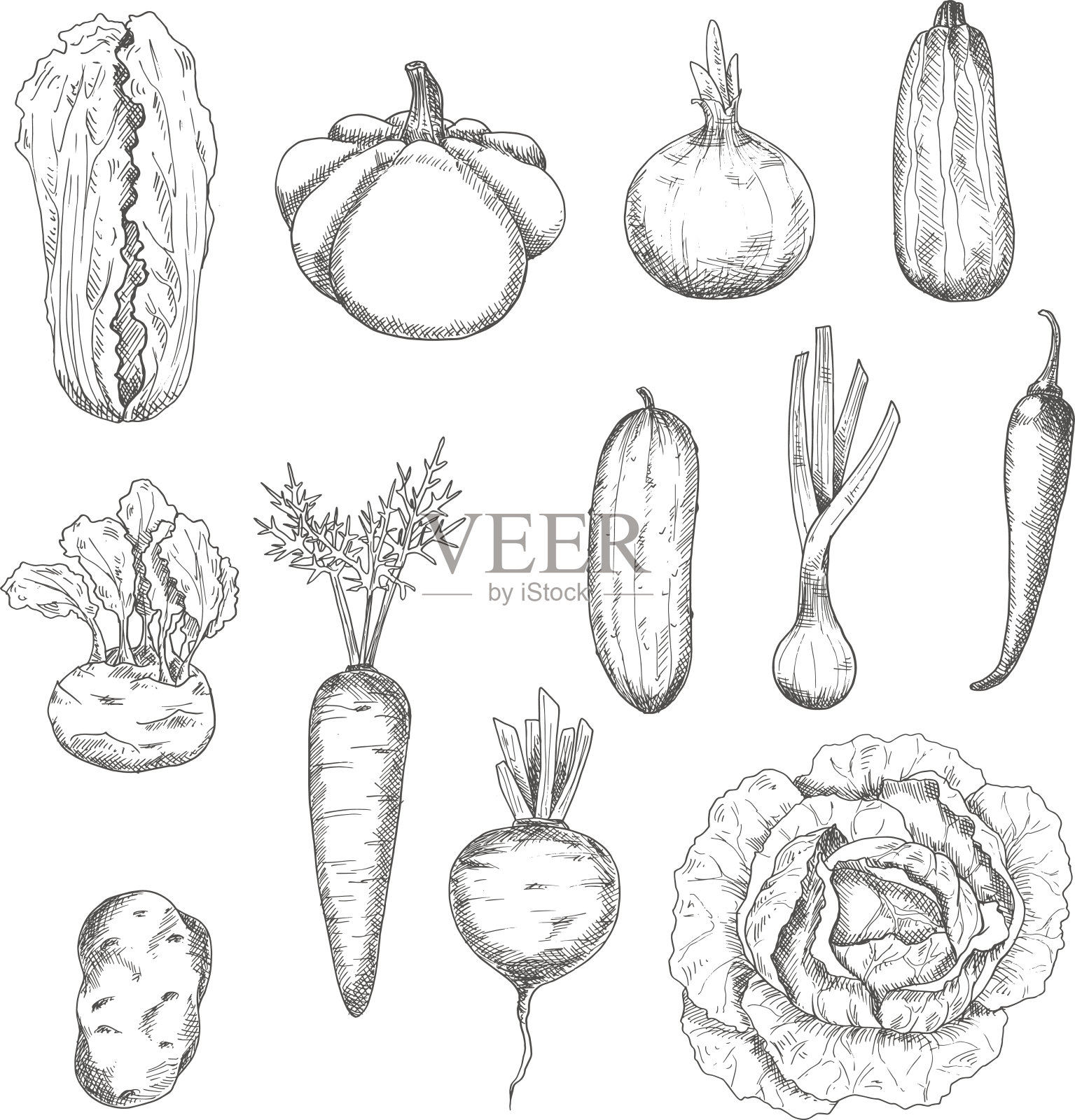 新鲜采摘的健康蔬菜素描插画图片素材