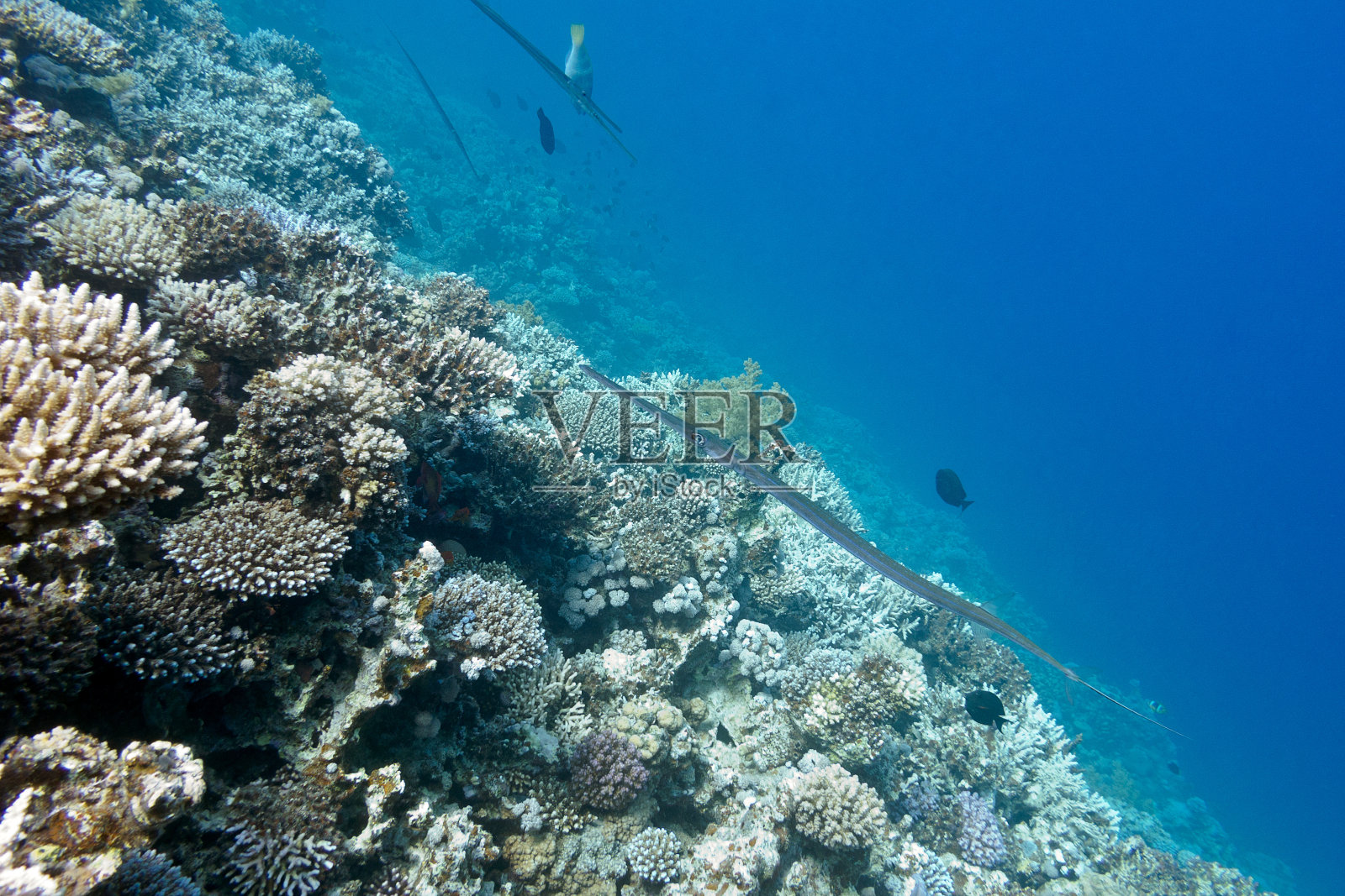 热带海洋中的珊瑚礁和角鼻鱼照片摄影图片