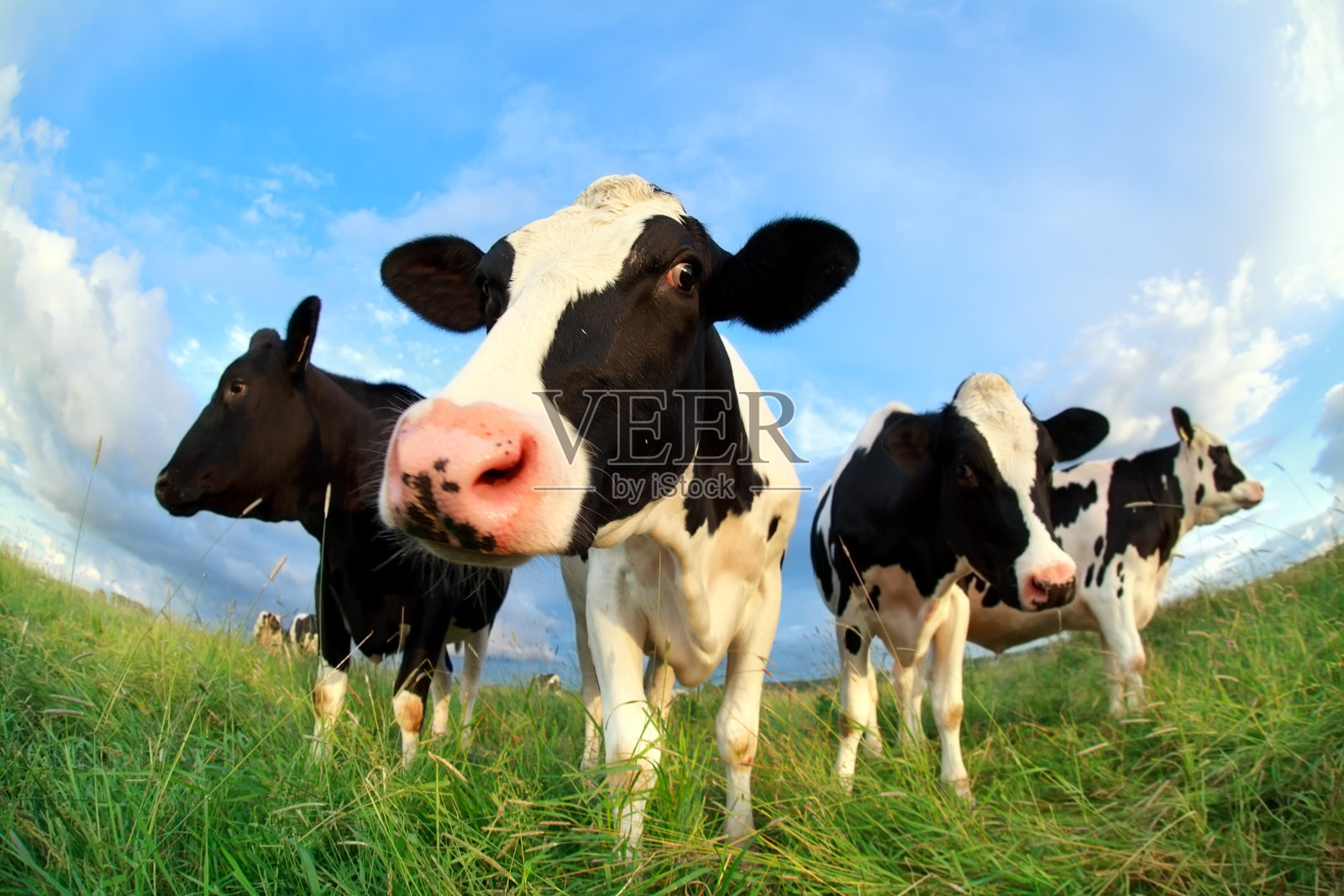 奶牛靠近牧场照片摄影图片