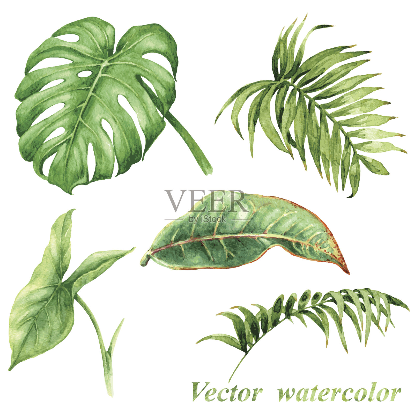 热带植物叶座设计元素图片