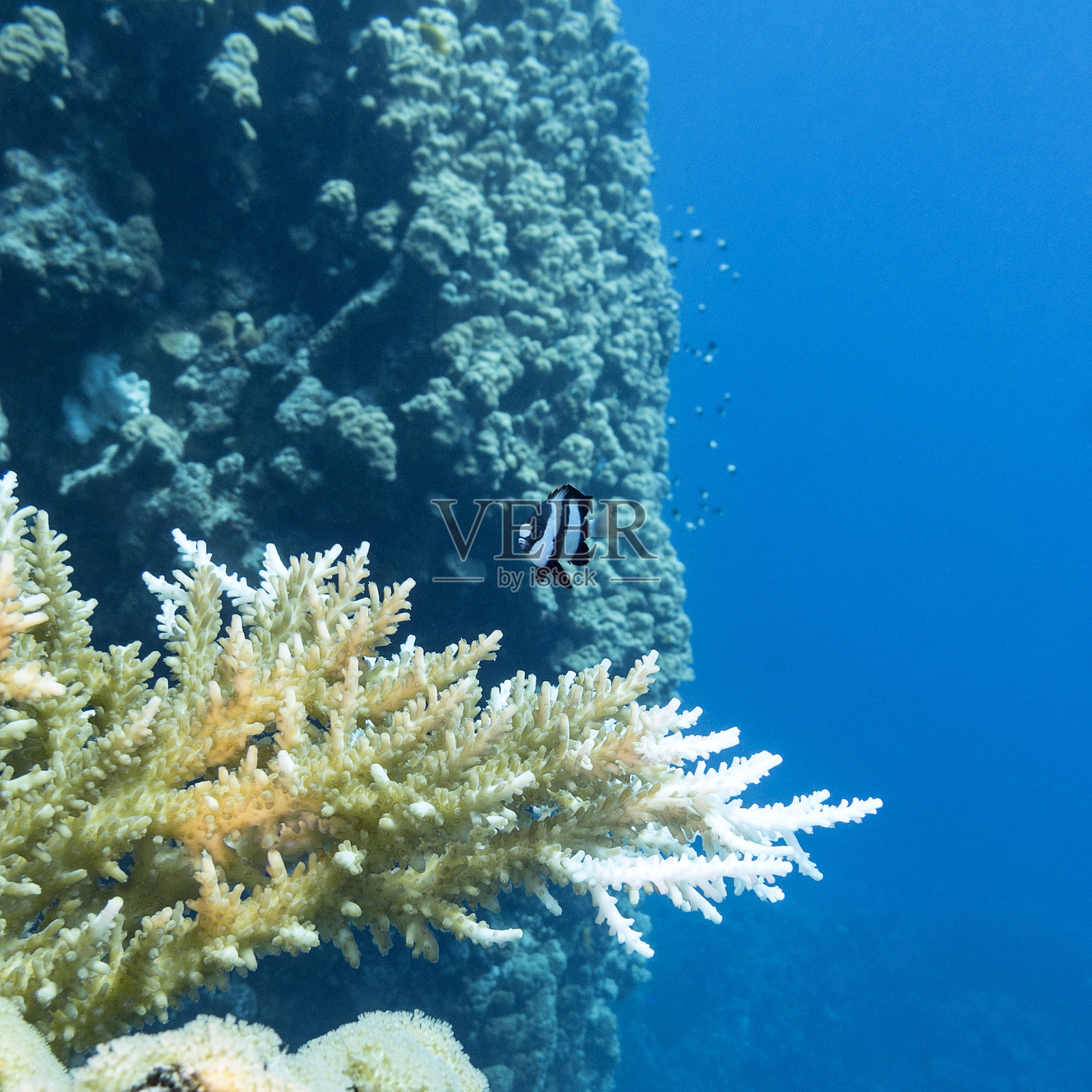 热带海洋水下的珊瑚礁和硬珊瑚照片摄影图片