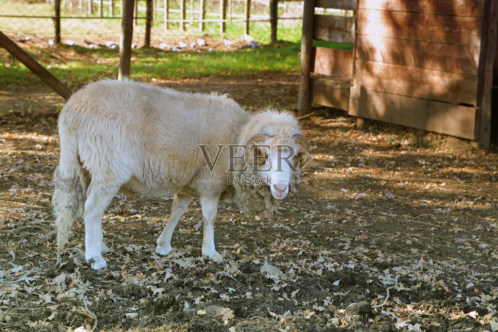 农场里的公羊照片摄影图片