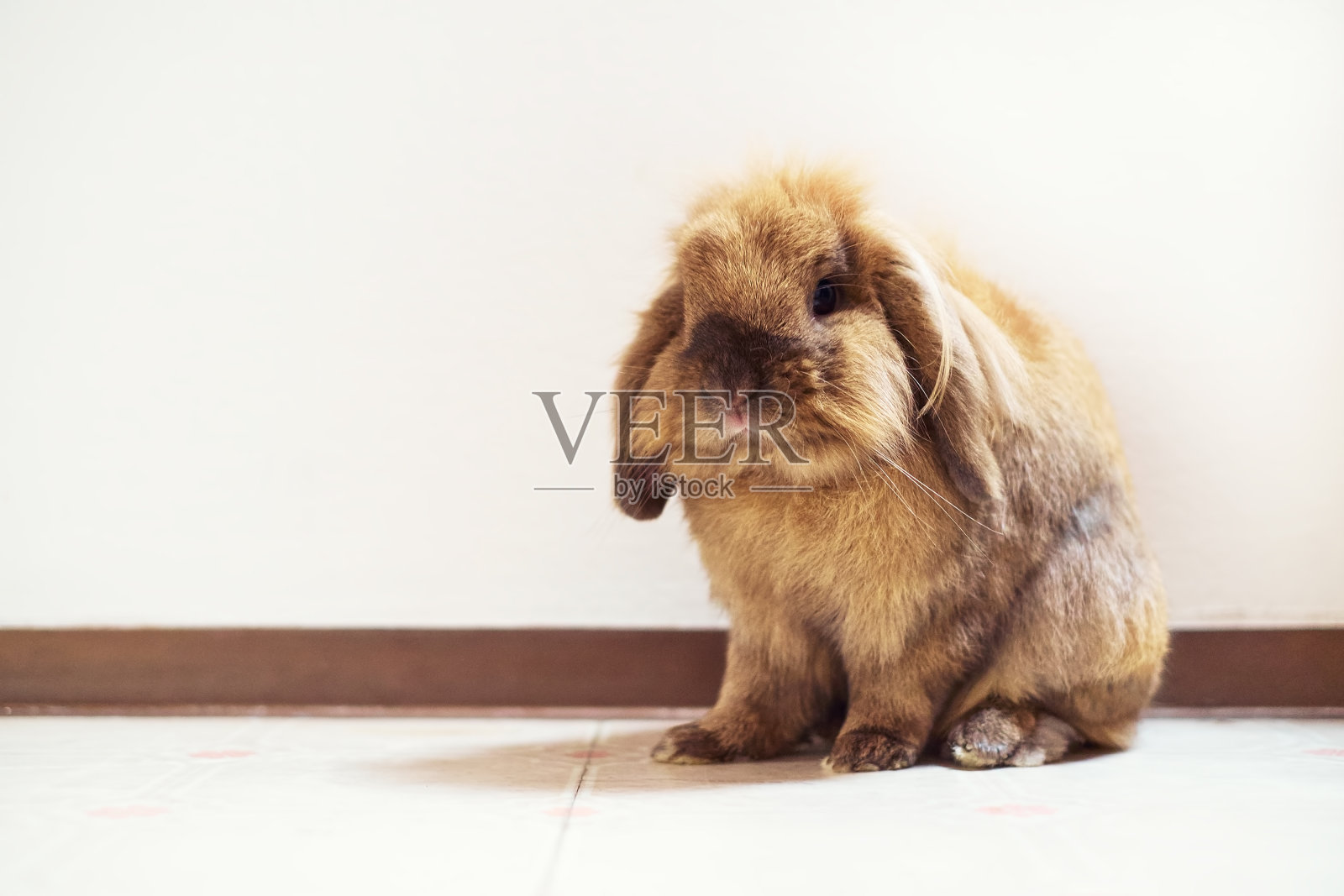 可爱的复活节小兔子与白色的背景照片摄影图片