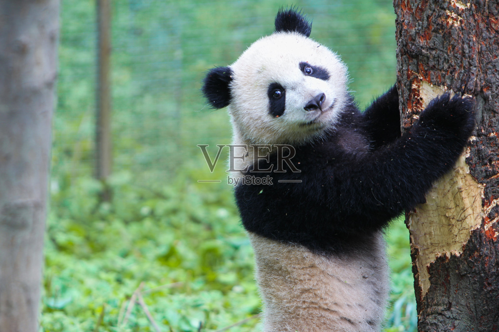 熊猫,中国照片摄影图片