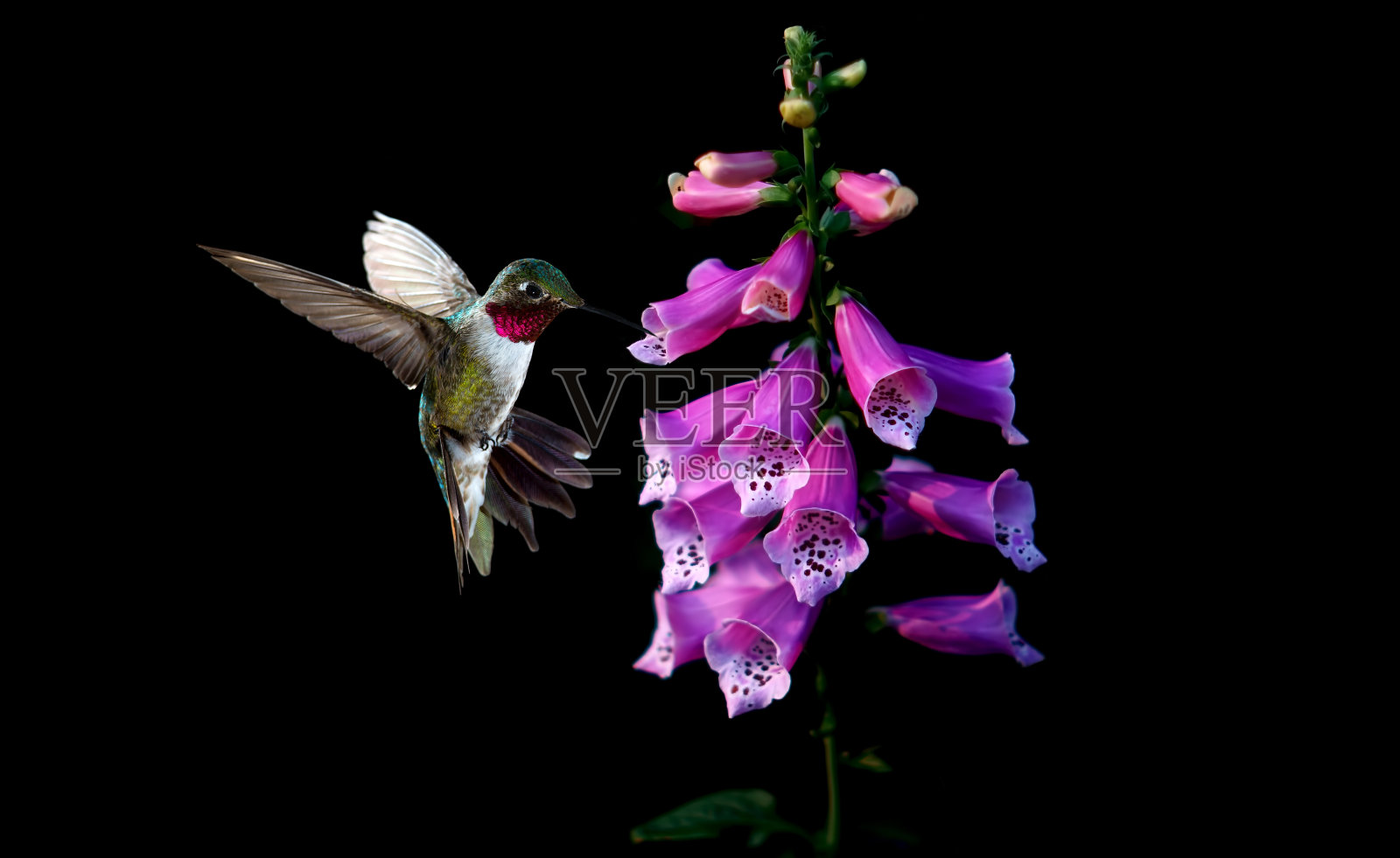 安娜的蜂鸟和紫色的毛地黄花照片摄影图片