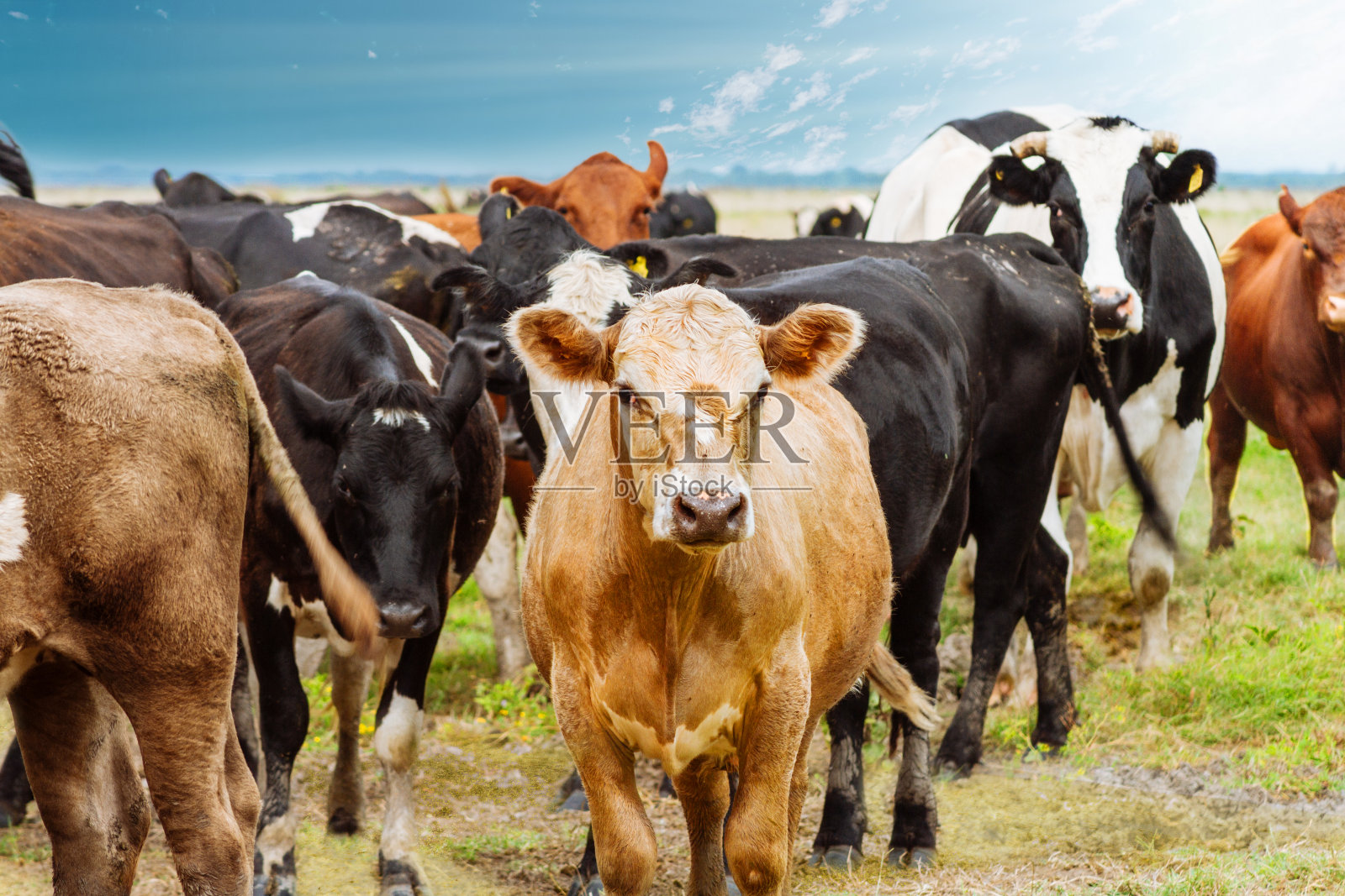 太阳升起时，小牛和荷斯坦牛在田野里照片摄影图片