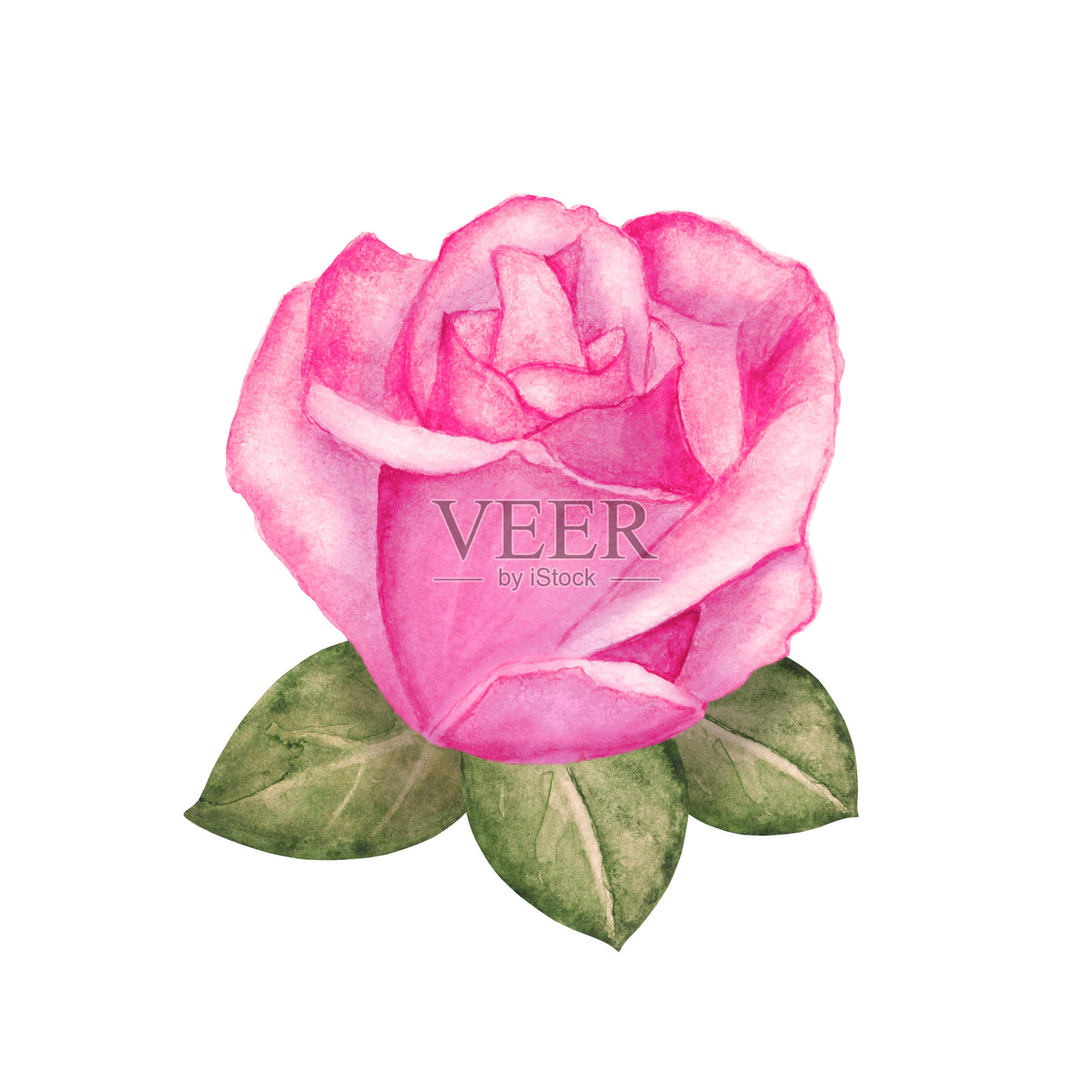 水彩粉红玫瑰花与叶近距离孤立插画图片素材