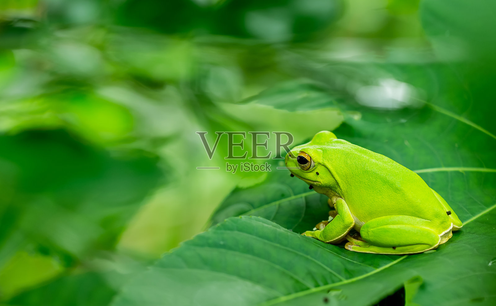 美洲的一种绿色树蛙，有浓密的生姜叶照片摄影图片