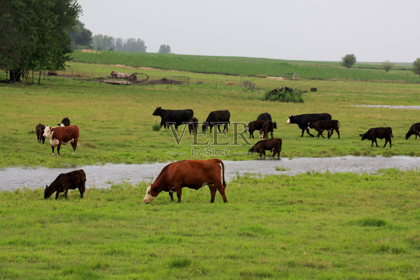 夏天，爱荷华州牧场上的牛群照片摄影图片