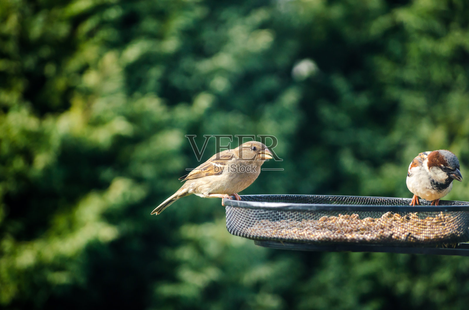 雀鸟在自然花园喂食种子照片摄影图片